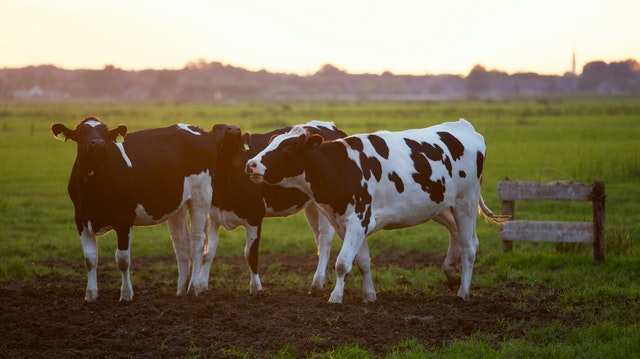 Strategies modern cattle yards