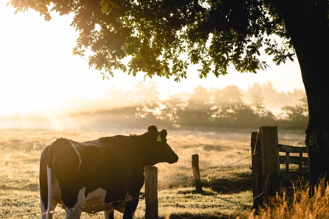 Owner Development Strategies For Modern Cattle Yards